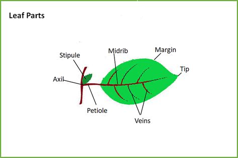 Class 6 Science Chapter 4 Question Answers - Getting to know plants