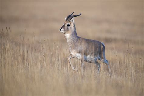 Meet The Extraordinary Denizens Of The Tibetan Plateau | Nature inFocus