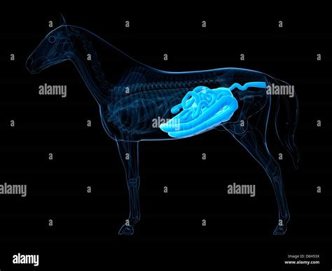 Horse digestive system hi-res stock photography and images - Alamy