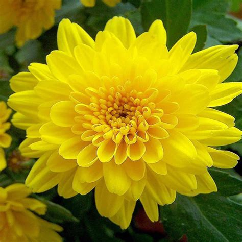 Dwarf Yellow Chrysanthemum Flowering Live Plant – Buy Online at DreaMee ...