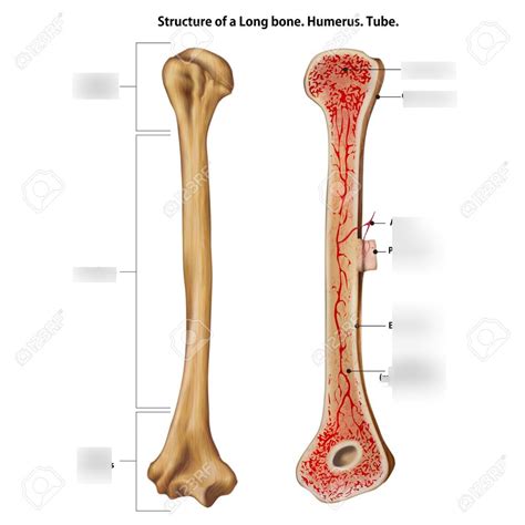 parts of long bone Diagram | Quizlet