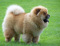 Image result for Cute Top 10 Dog Breeds