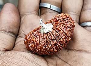 The Millennium Gallery Nepali 19 Mukhi Rudraksha Original Certiifed ...