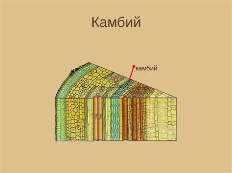 Что такое камбий Скажите пожалуйста - Школьные Знания.com