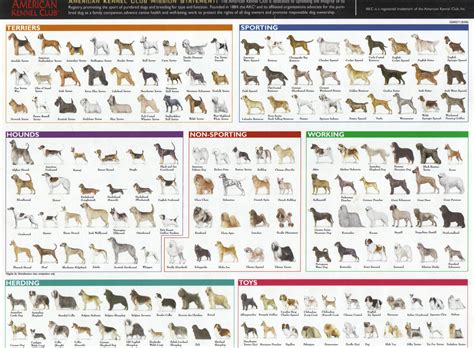 Mixed Dog Breed Identification Chart at Randy Eubanks blog