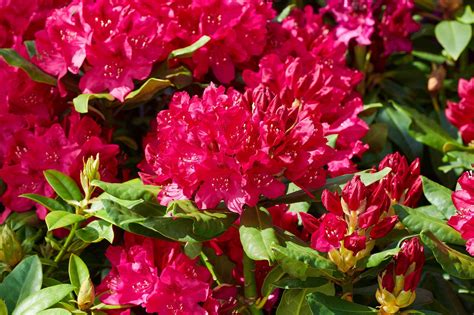 Rhododendron Nova Zembla - Rhododendron Hybride Nova Zembla günstig kaufen