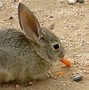 Image result for Baby Rabbits in Nest