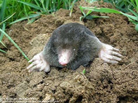 Image result for Mole Problem Solving