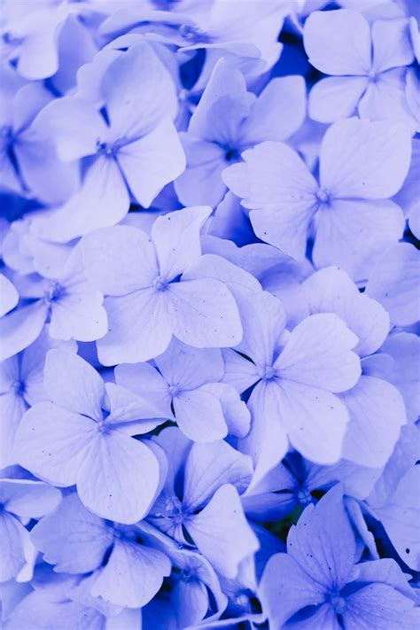 Download Hydrangea Blue Flowers Phone Wallpaper | Wallpapers.com