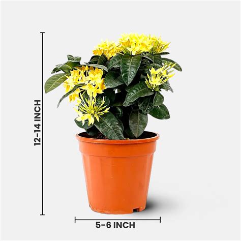 Buy Ixora Dwarf Yellow Plant online at best price