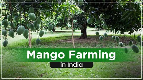 Image result for Mango Production Script Script