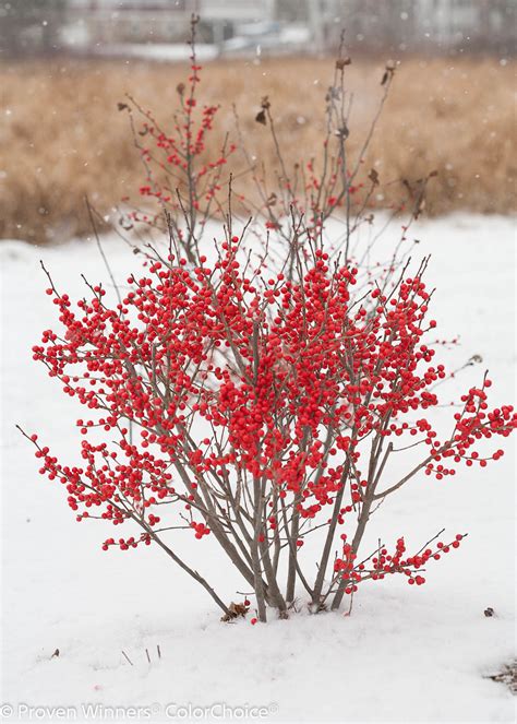 Berry Poppins® - Winterberry - Ilex verticillata | Proven Winners