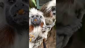 Cotton-top tamarins enjoy nutritious mealworm lunch together