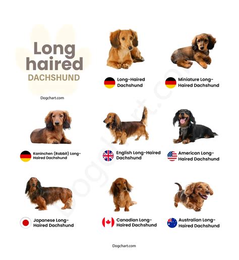 Long Haired Dachshund Breeds List | Pictures, Size, Colors