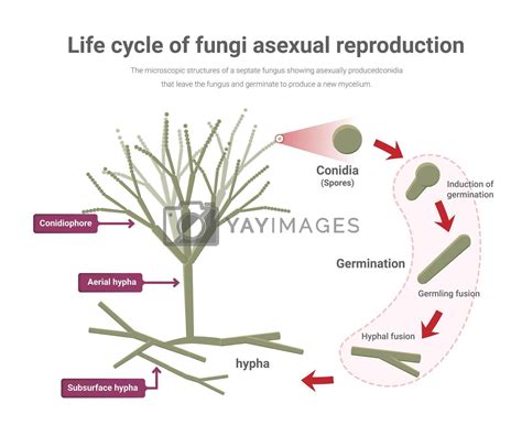 Asexual reproduction in Penicillium, Life cycle of fungi. by Auchara ...