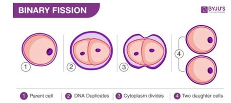 Define reproduction in Amoeba by binary fission.....ʕ⁠´⁠•⁠ ⁠ᴥ⁠•̥⁠`⁠ʔ ...