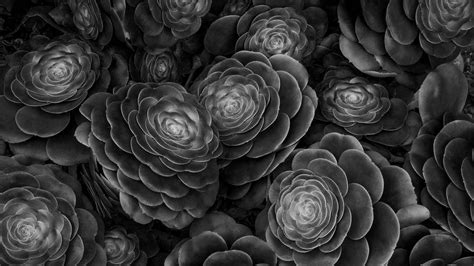 Download wallpaper 1920x1080 succulents, plants, black and white ...
