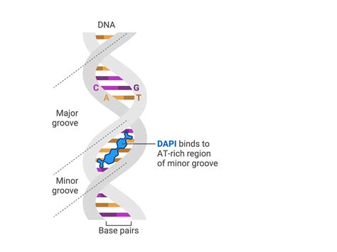 Image result for Gene Decoding