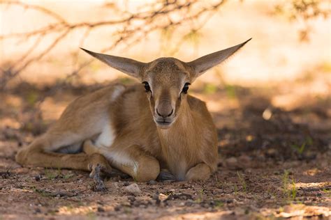 Image result for Baby Springbok