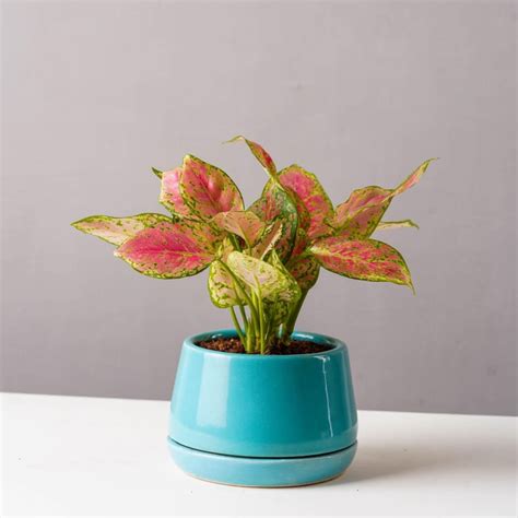 Buy NURTURING GREEN Ciel Ceramic Solid Abstract Floor Planter from ...