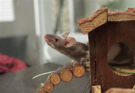 10 Facts about Pet Mice - FOUR PAWS International - Animal Welfare ...