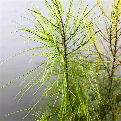 Variegated Casuarina (Variegated Beefwood) - Plant – Lalit Enterprise