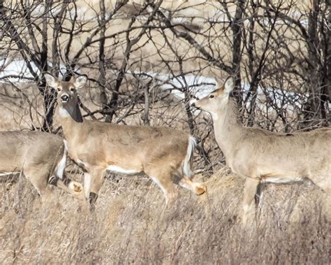 Mule Deer Gestation Period