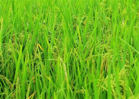 传统农业水稻是怎么种植的？ - 知乎