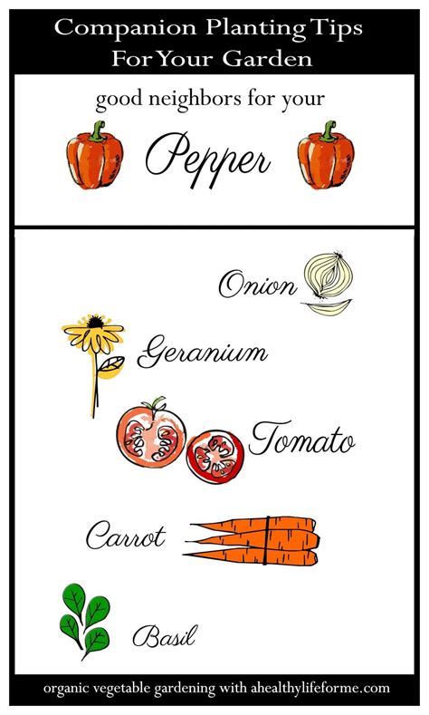 Companion Plant Pepper