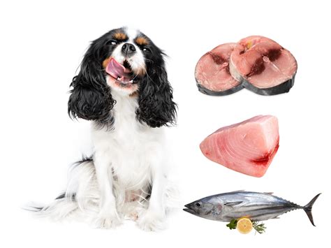 Can Dogs Eat Tuna? Is Tuna Safe For Dogs? - Rested Paws