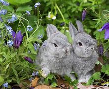 Image result for Netherland Dwarf Rabbit Colors