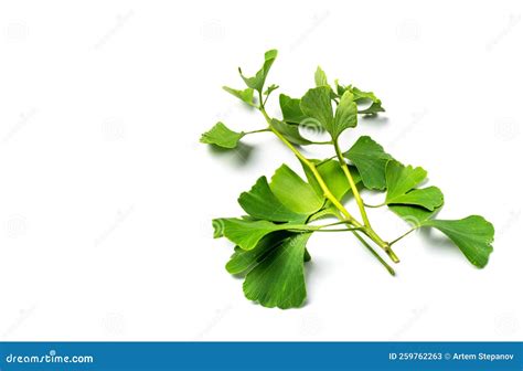 Ginkgo Biloba Leaves stock image. Image of ancient, isolated - 259762263