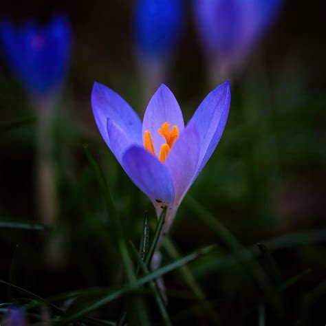 Download wallpaper 2780x2780 crocus, flower, petals, macro, blur ipad ...