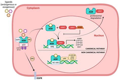 The Role of Aryl Hydrocarbon Receptor in the Endothelium: A Systematic ...