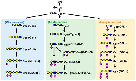 Wide-Targeted Semi-Quantitative Analysis of Acidic Glycosphingolipids ...