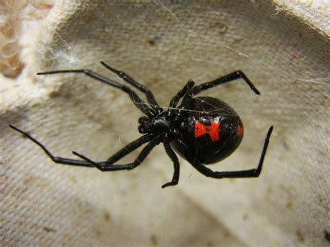 8 Facts About the Black Widow Spider