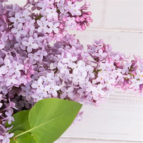 Buy Pure Fragrance Oils for Soaps and Candle Making - Purenso Select