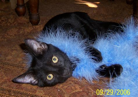 Why Adopt A Black Cat