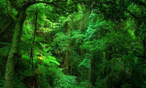 Image result for Forest O2 Vector