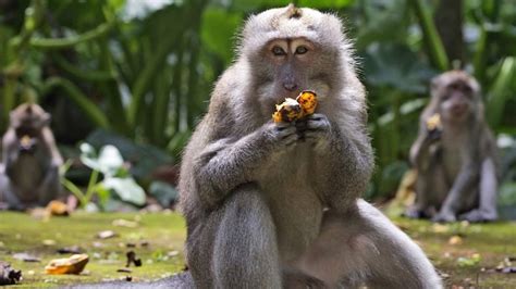 Hungry Bali monkeys raid village homes in search of food as tourist ...