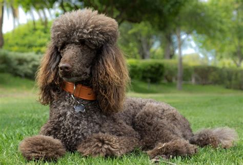 Standard Poodle - Personality - Height - Weight - Health Concerns