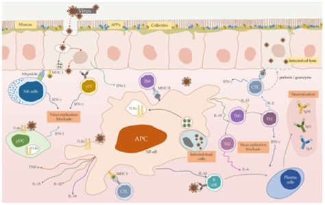 Immunity against Lagovirus europaeus and the Impact of the ...