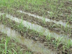 TNAU Agritech Portal :: Success Stories