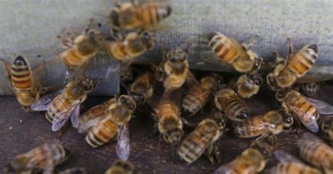 Woman Dies During Acupuncture Therapy That Uses Live Bee Stings Instead ...