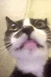 Image result for Cat Coding at Computer