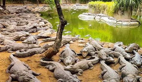 10 National Parks and Wildlife Sanctuaries in Tamil Nadu - lifeberrys.com
