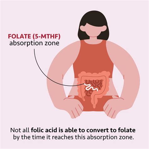 Image result for Different Types of Folate