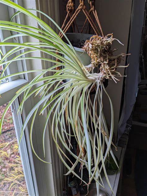 Life expectancy of a spider plant? : r/plantclinic