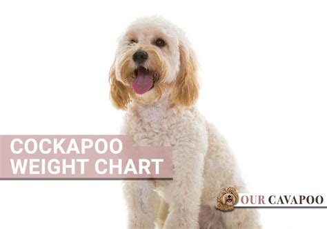 Image result for Cockapoo Puppy Weight Chart