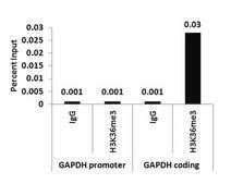 ChIPAb+ Trimethyl-Histone H3 (Lys36) - ChIP Validated Antibody and ...